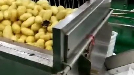 1200kg/h 자동 야채 및 과일 감자 필링 기계