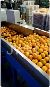 자동 과일 사과 아보카도 레몬 오렌지 복숭아 분류 기계
